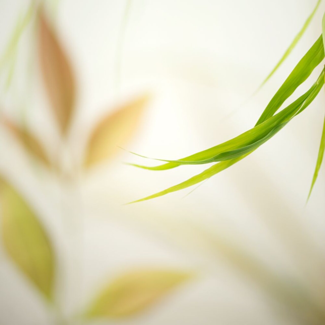 Warm Breeze 2 Poster Print by Dianne Poinski - Item # VARPDXQPDSQ039B